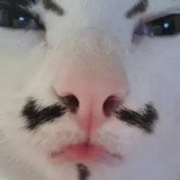 Zakiss