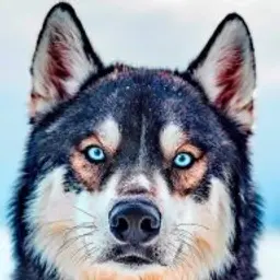 Bitabooe