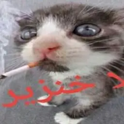 Haokes