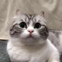 Litteqqer