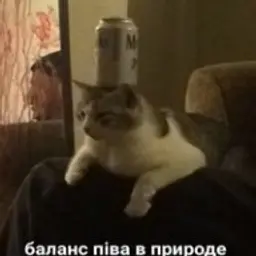 eutanasia