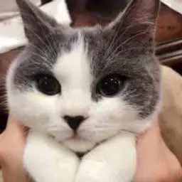 RENKY1