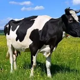e777eee