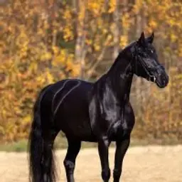 BlackHorse