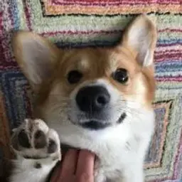 dieddieddiedd