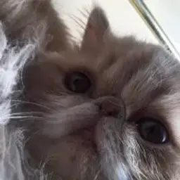zgwclv