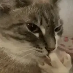sixti