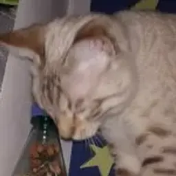 Gleb_YT