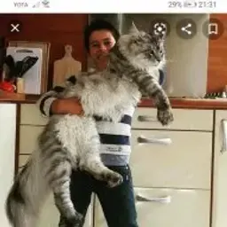 Marvofam