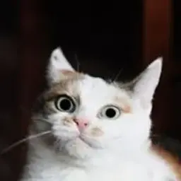 MrDanya