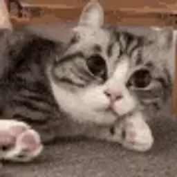 Meycar