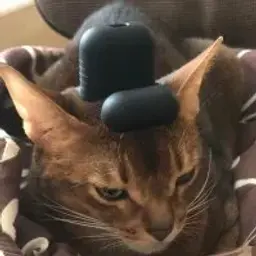 Qusinteno