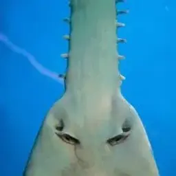 Fish19991