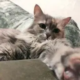 N1kL14
