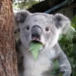 Logickya