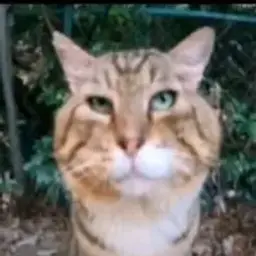 heartabuser