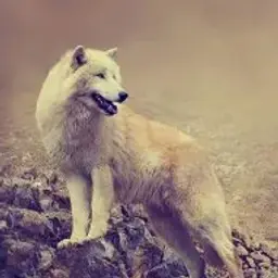 vania_skrinov