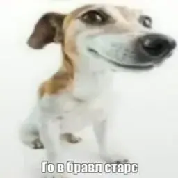 meonik