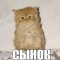 NetNNdA