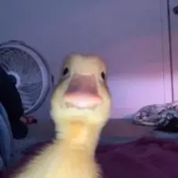 9119