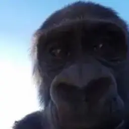 lilyashaaa