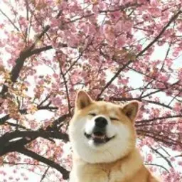 K9an
