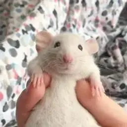 goebosha