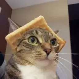 Poli_strela