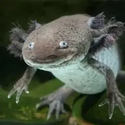 sfpollimona