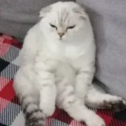 popsilis