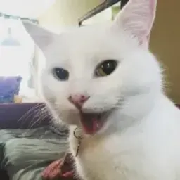 Mei_san