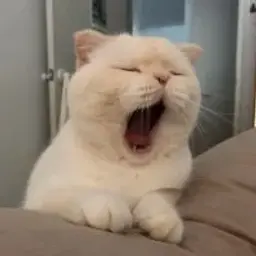 ZoobBoob