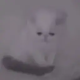 pxncker