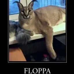 maomaster