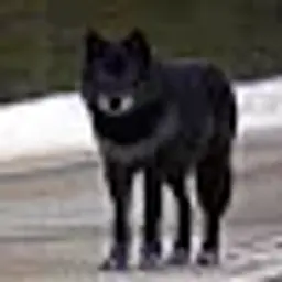 alonewolf_inactive4044156
