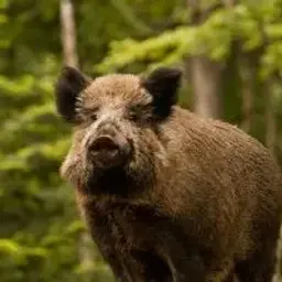sappchik