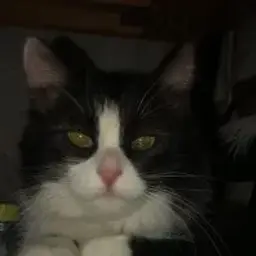 Clawber