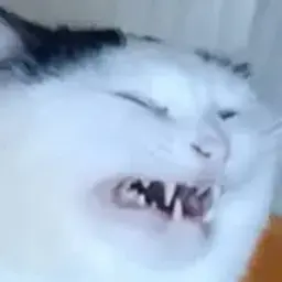 tapo4e4ka