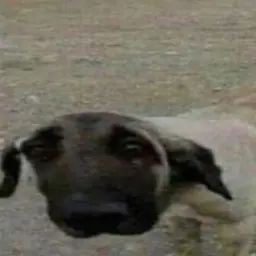 DEPUTATA