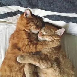 lemboosting