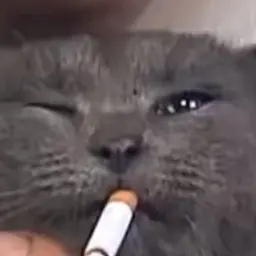 mezkem