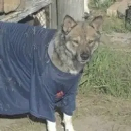 sasha175368113