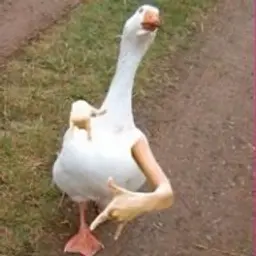 Korkasssss