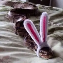 lamaYouTube