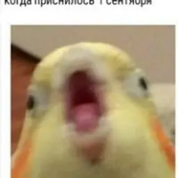pcicagovorun
