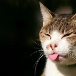 Kisaca