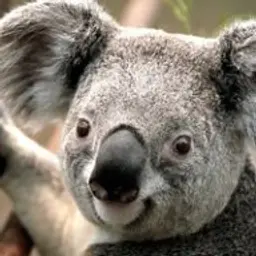 Kukisas