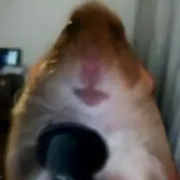 Dog12345drew