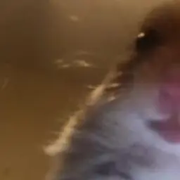 PupsF