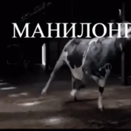 lolkakapusta